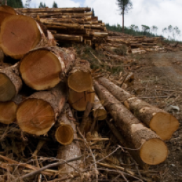 logging winch